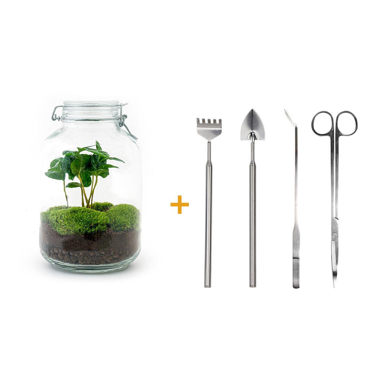DIY terrarium - Coffea Arabica - ↑ 28 cm + Rake + Shovel + Tweezer + Scissors