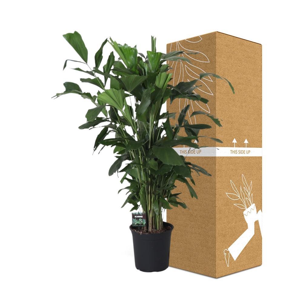 Ø24cm - ↕120cm