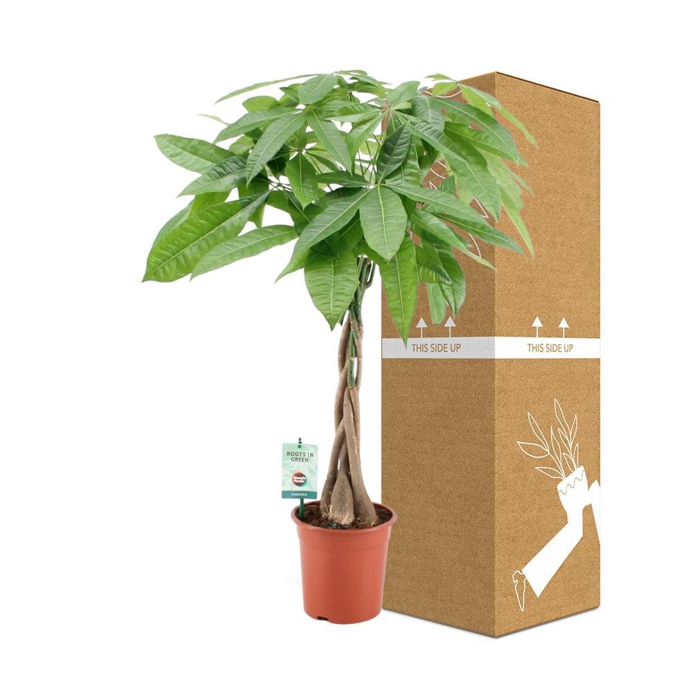 Ø19cm - ↕80cm