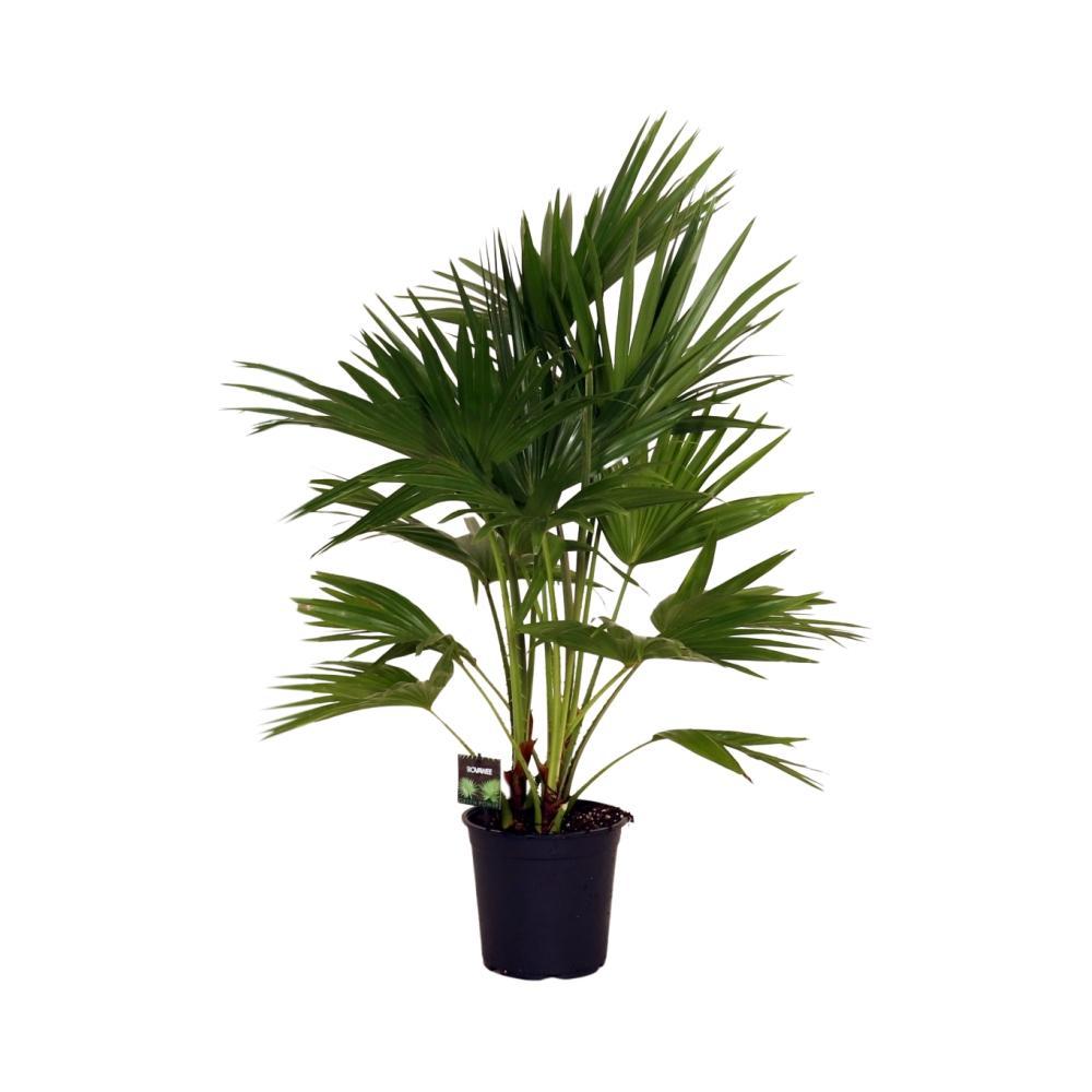 Ø24cm - ↕100cm
