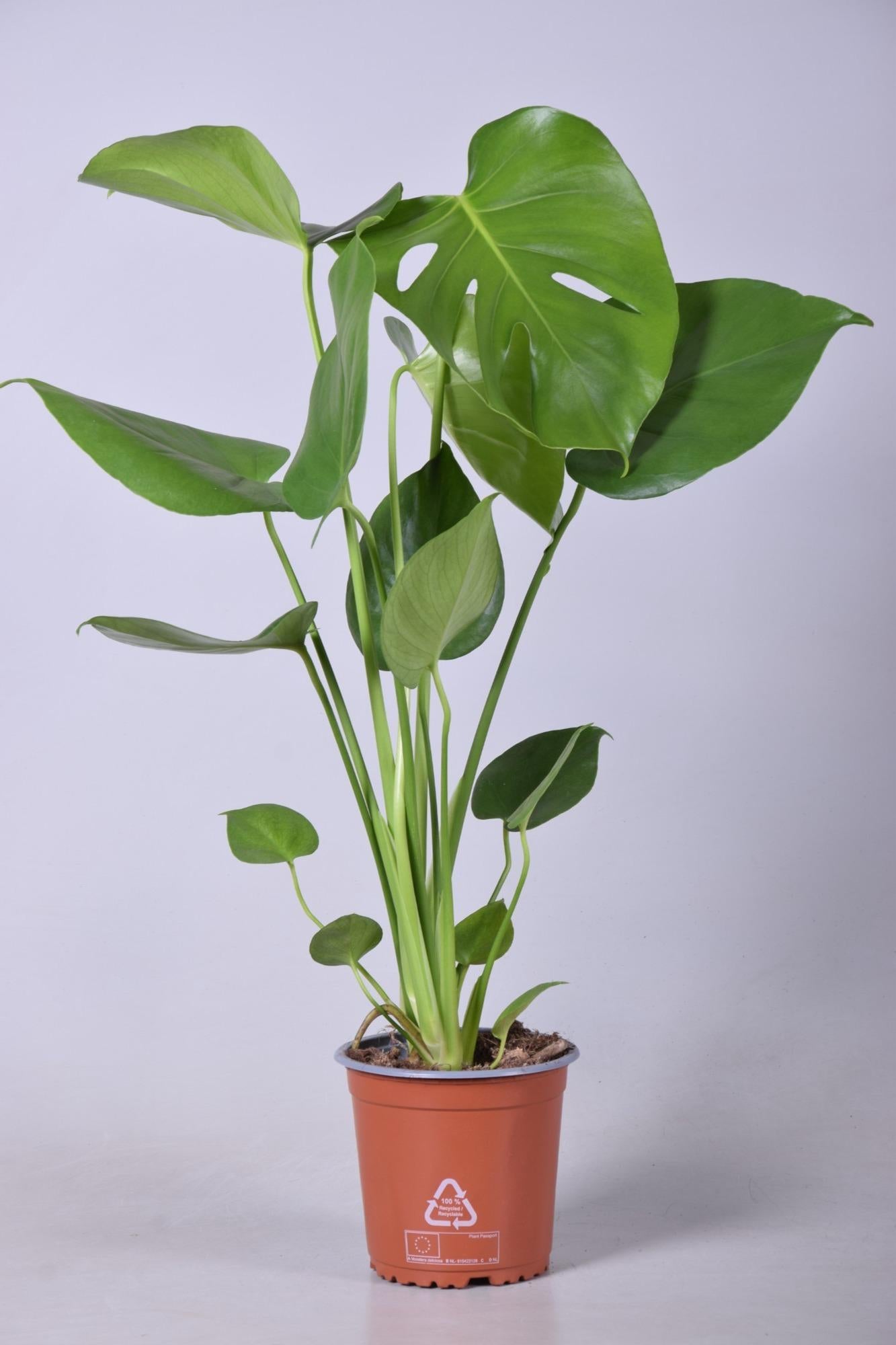 Ø14cm - ↕55cm