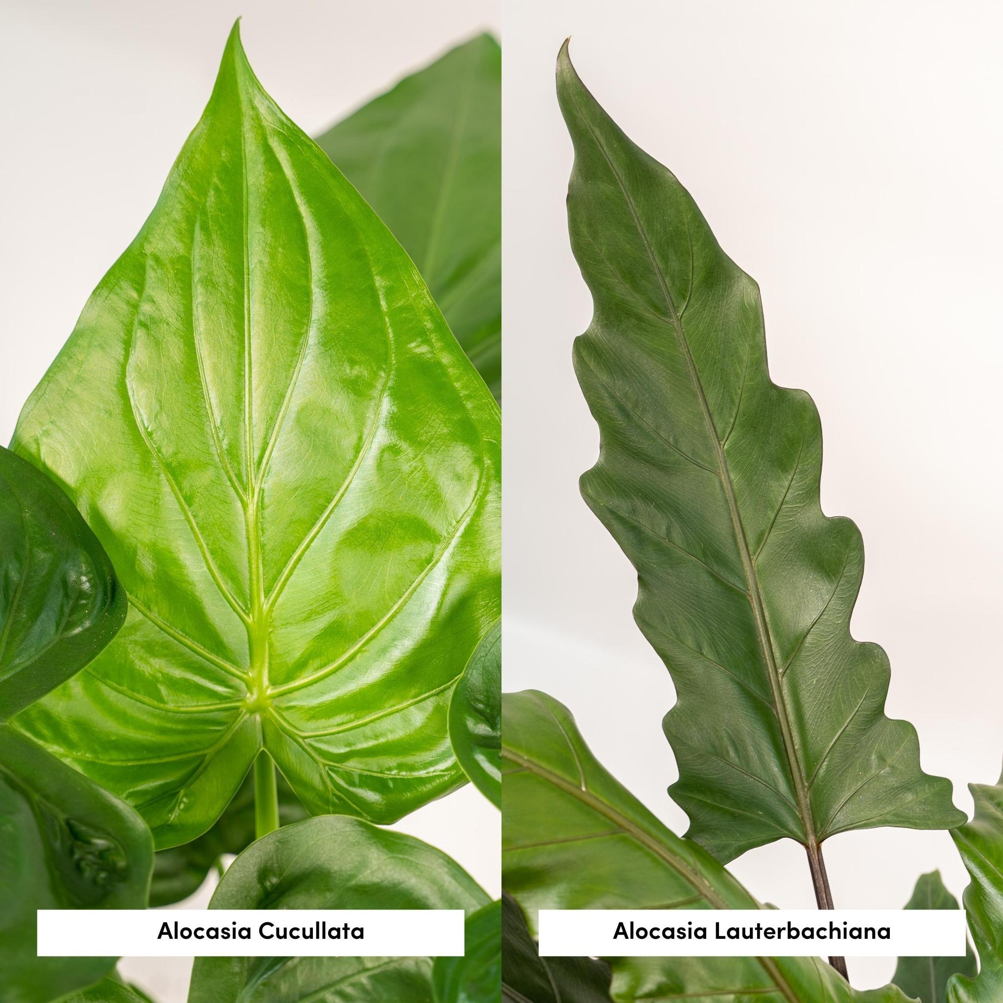 Alocasia Cucullata - ↨60cm - Ø19cm + Alocasia Lauterbachiana - ↨75cm - Ø19cm + Incl. Mand Selin