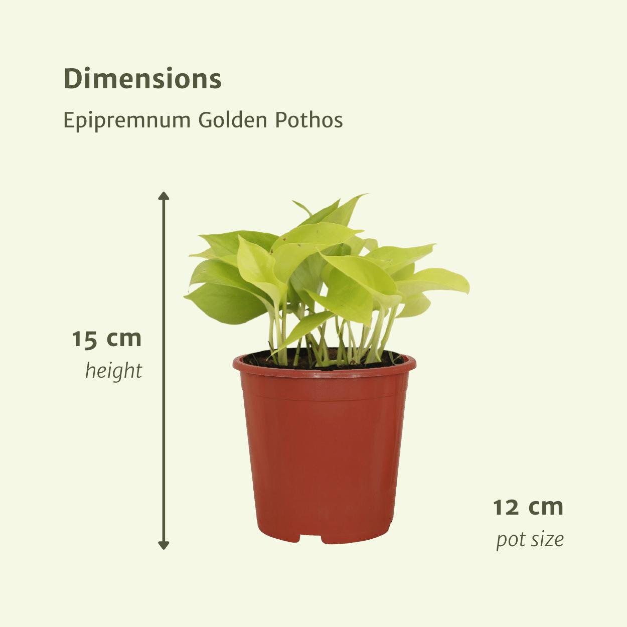 4x Epipremnum Golden Pothos - Scindapsus - 15cm - ø12