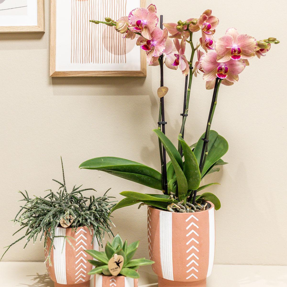 Kolibri Orchids | Oranje roze Phalaenopsis orchidee - Jewel Pirate Picotee - potmaat Ø12cm bloeiende kamerplant - vers van de kweker