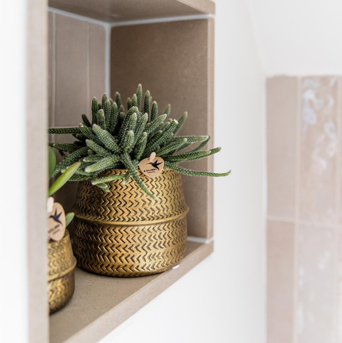 Kolibri Company - Planten set Groove goud | Set met witte Phalaenopsis orchidee Amabilis Ø9cm en groene plant Succulent Crassula Ovata Ø6cm | incl. gouden keramieken sierpotten