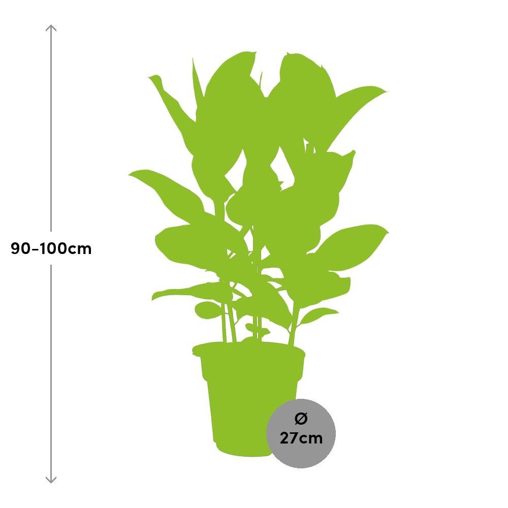 Ø27cm - ↕85cm
