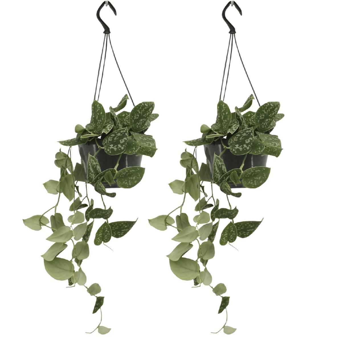 2x Scindapsus Pictus - Epipremnum - 25cm - ø15