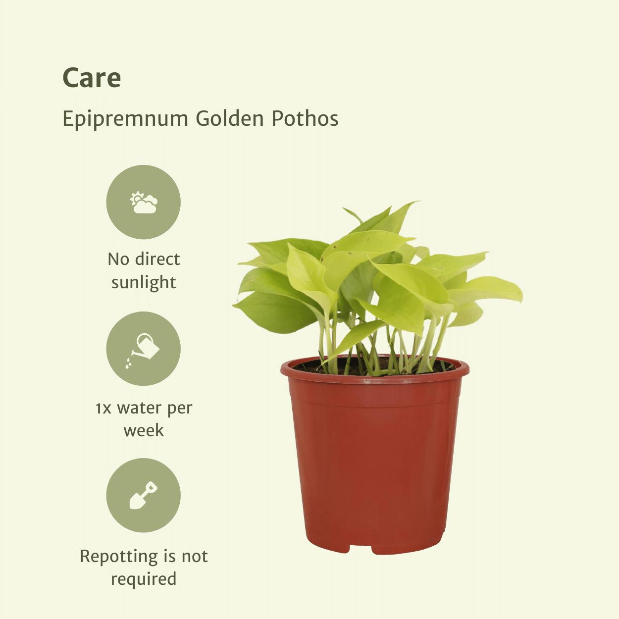 4x Epipremnum Golden Pothos - Scindapsus - 15cm - ø12