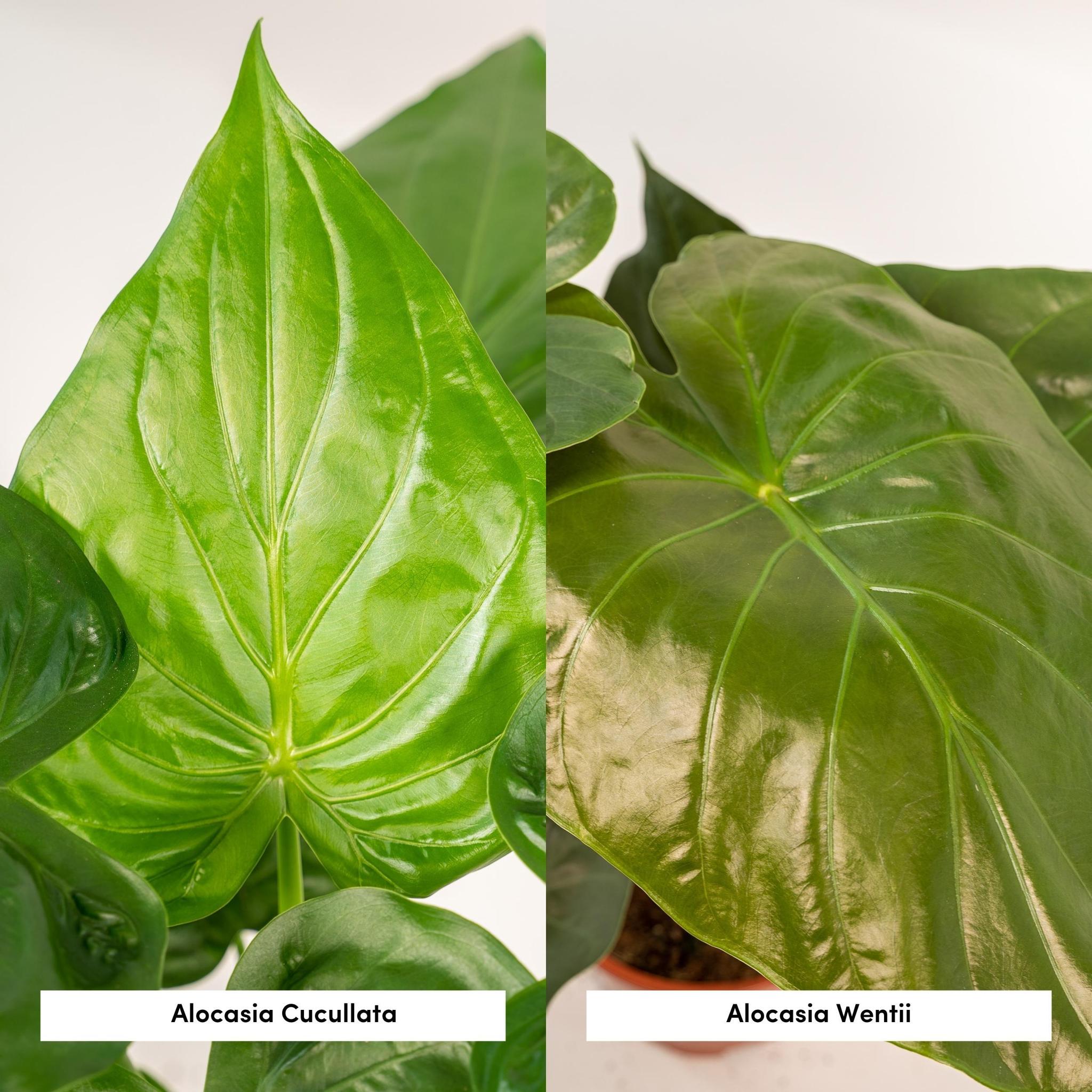 Alocasia Cucullata - ↨60cm - Ø19cm + Alocasia Wentii - ↨60cm - Ø19cm + Incl. Mand Selin