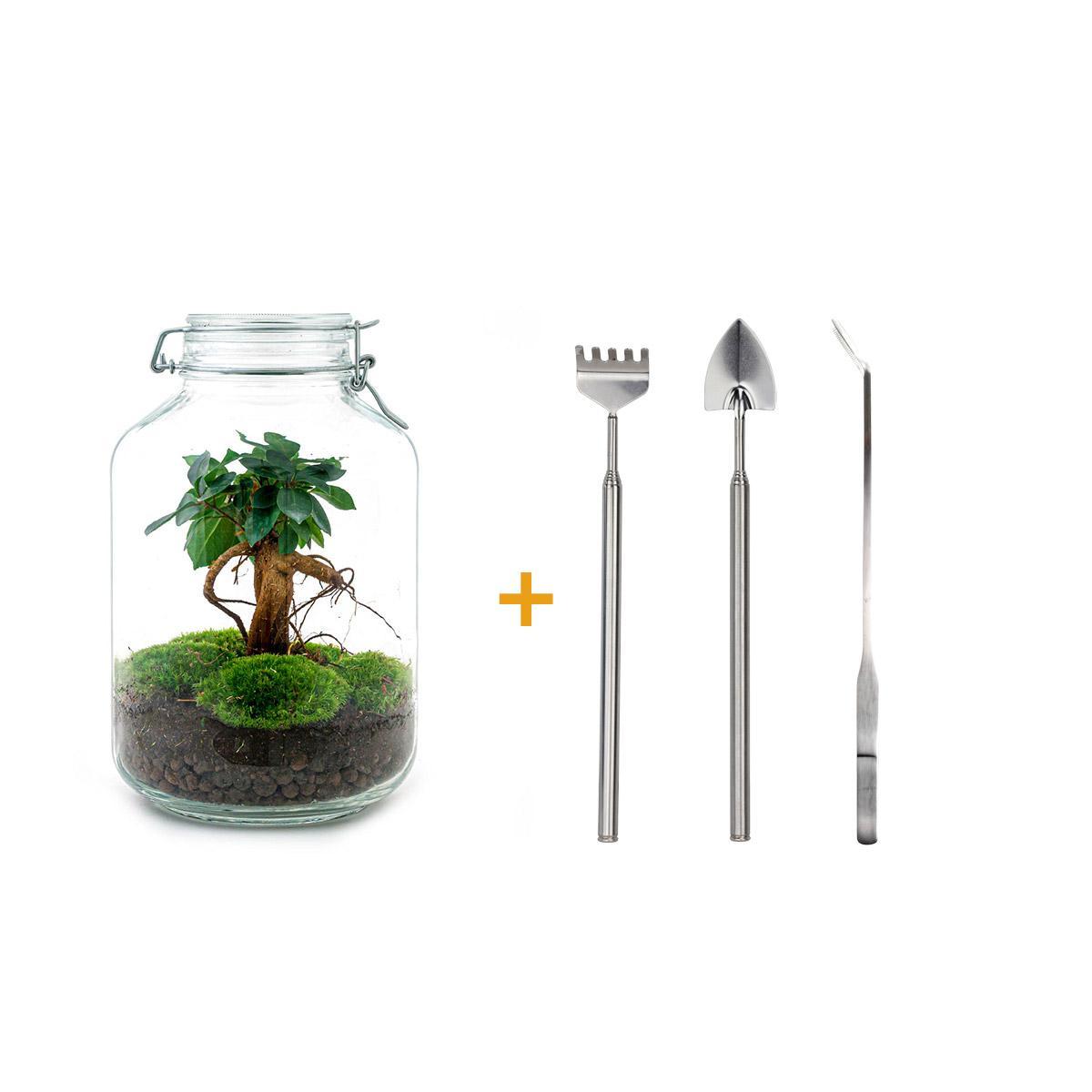 DIY terrarium - Jar - Ficus Ginseng bonsai - ↑ 28 cm + Rake + Shovel + Tweezer