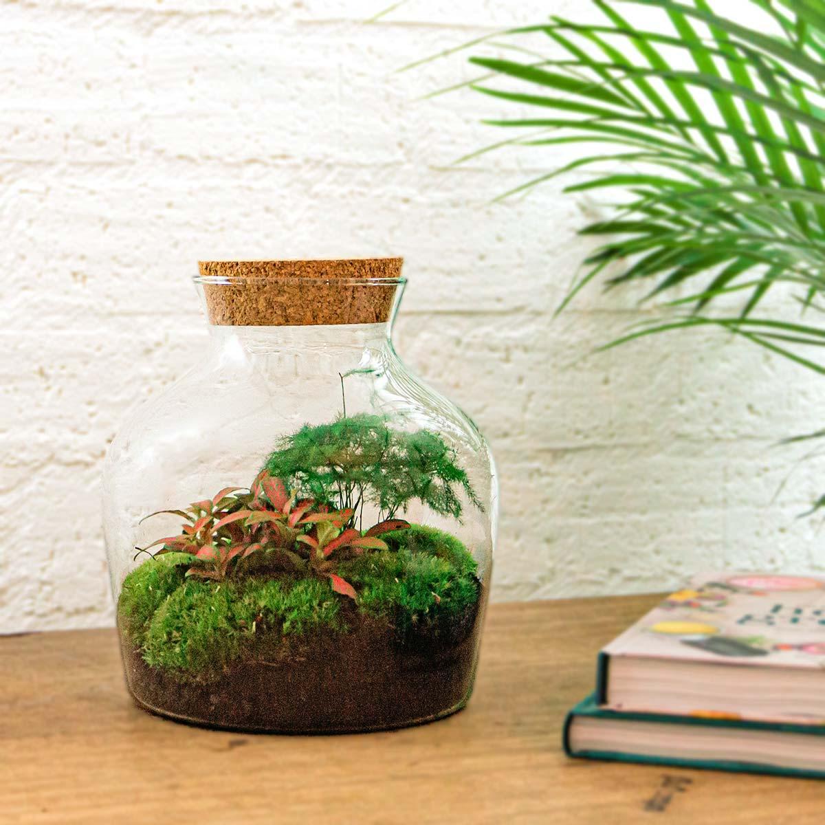 DIY terrarium - Little Joe - ↑ 21,5 cm