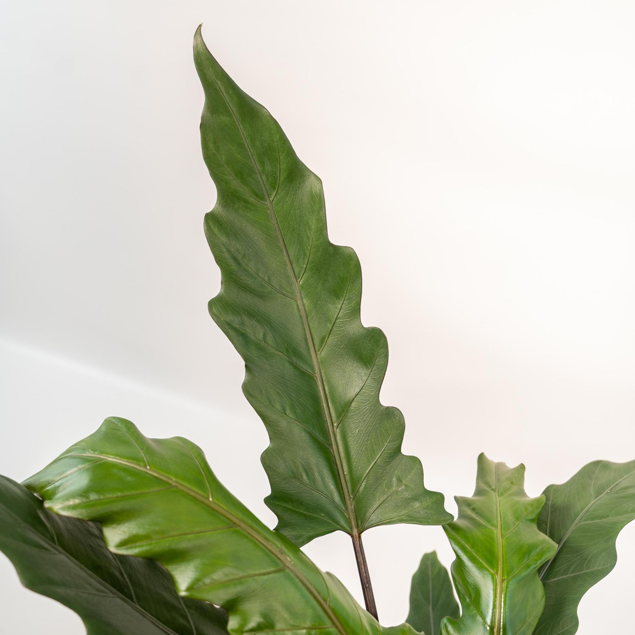 Alocasia Lauterbachiana - ↨80cm - Ø19cm + Mand Selin