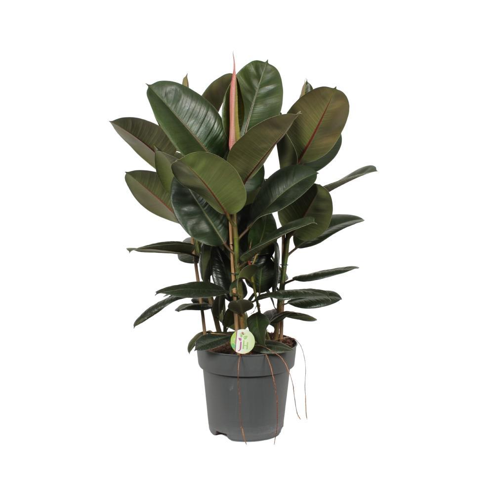 Ø27cm - ↕90cm