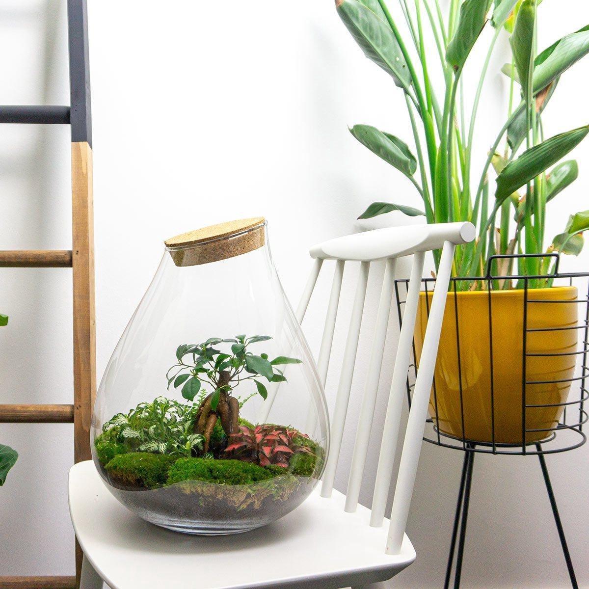 DIY terrarium - Drop XL Bonsai - ↑ 37 cm + Rake + Shovel