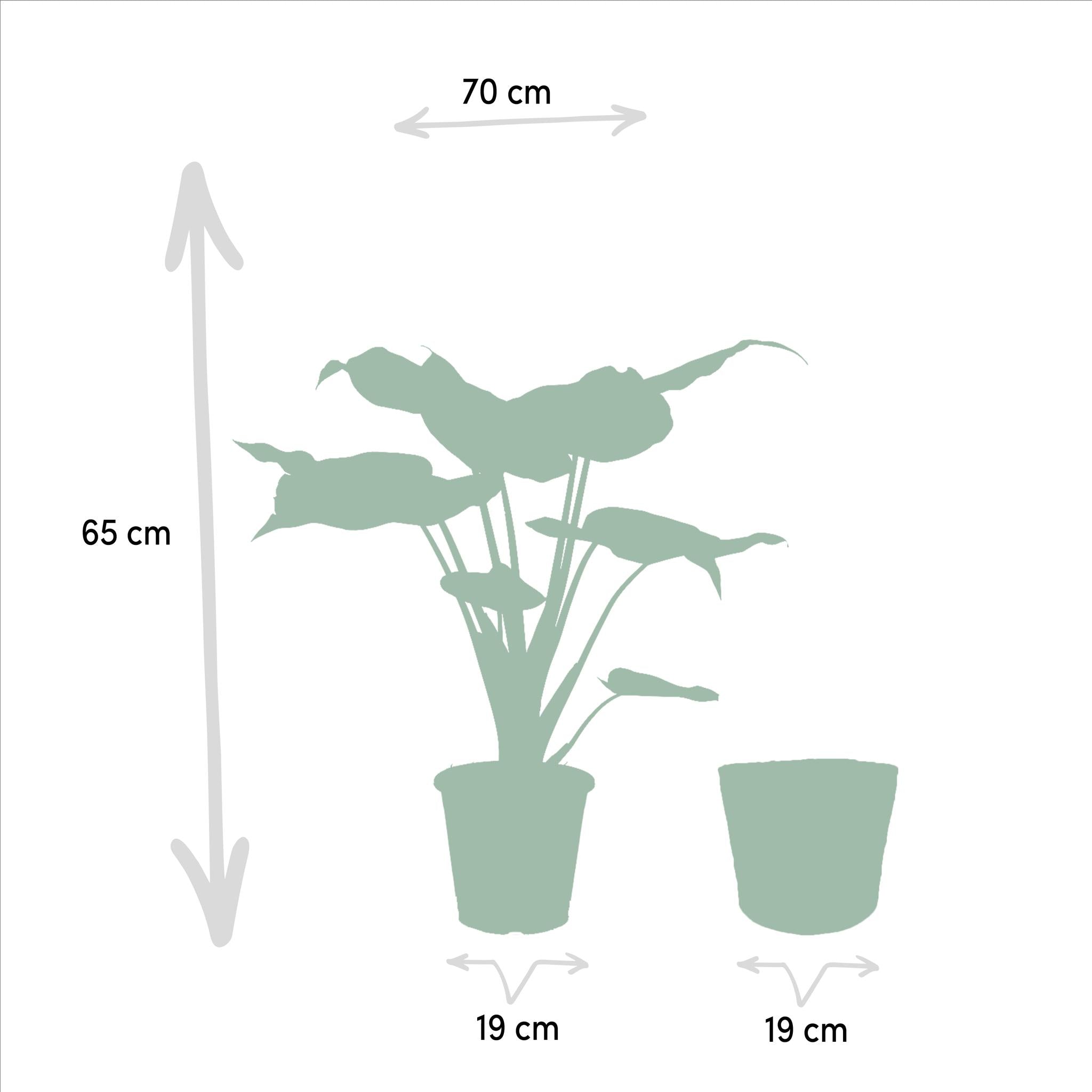 Alocasia Cucullata - ↨60cm - Ø19cm + Alocasia Lauterbachiana - ↨75cm - Ø19cm + Incl. Mand Selin