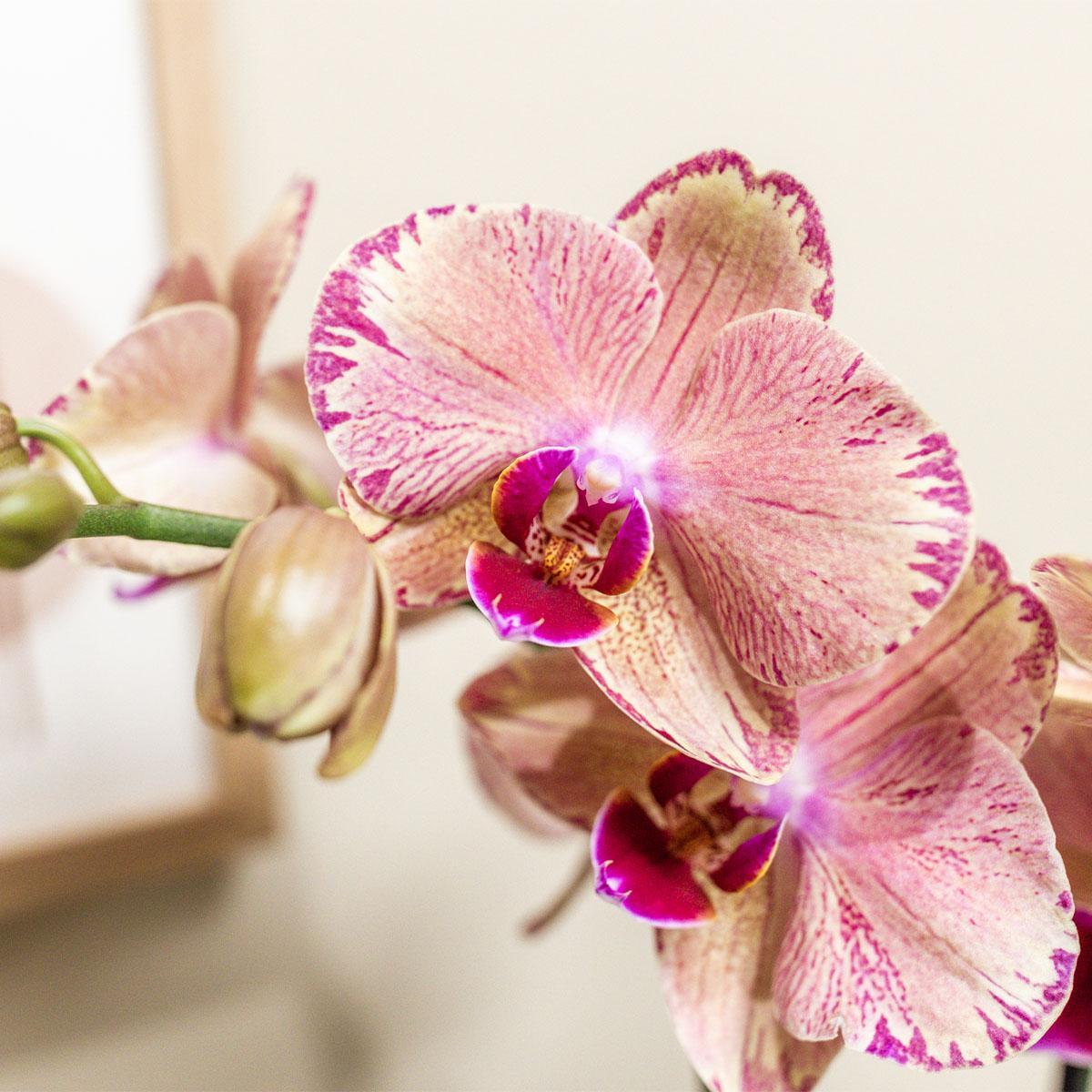 Kolibri Orchids | Oranje roze Phalaenopsis orchidee - Jewel Pirate Picotee - potmaat Ø12cm bloeiende kamerplant - vers van de kweker