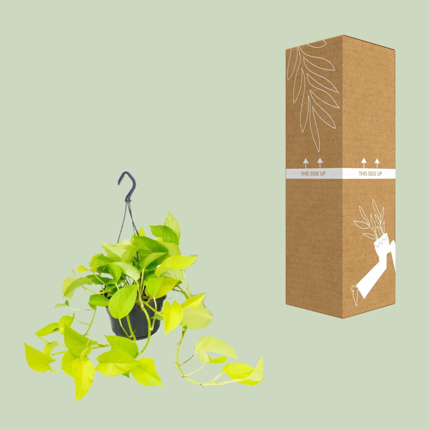 Epipremnum Golden Pothos - Scindapsus - 25cm - Ø15
