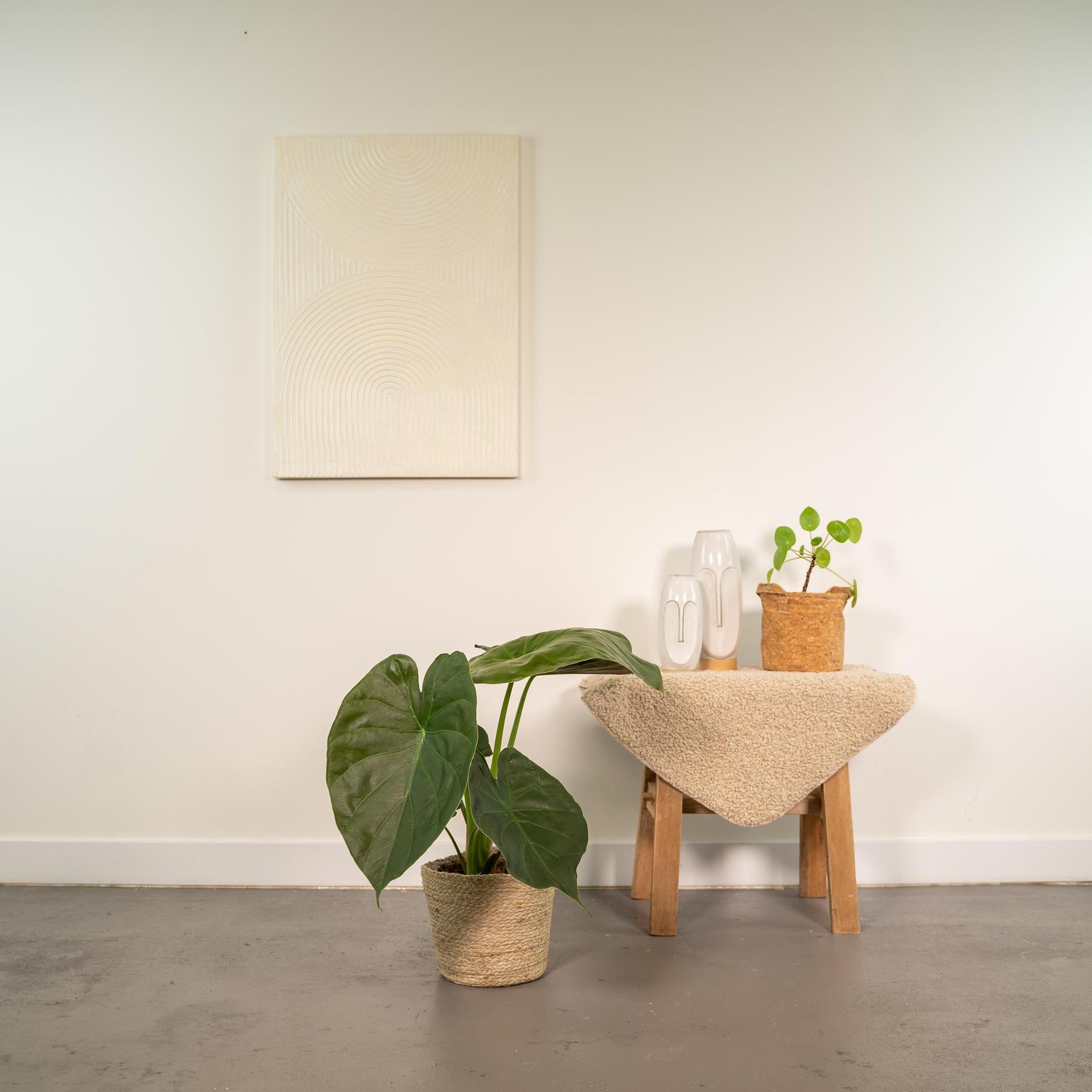 Alocasia Wentii - ↨65cm - Ø19cm + Mand Selin