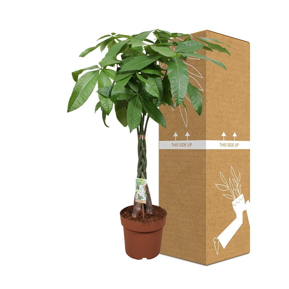 Ø24cm - ↕120cm