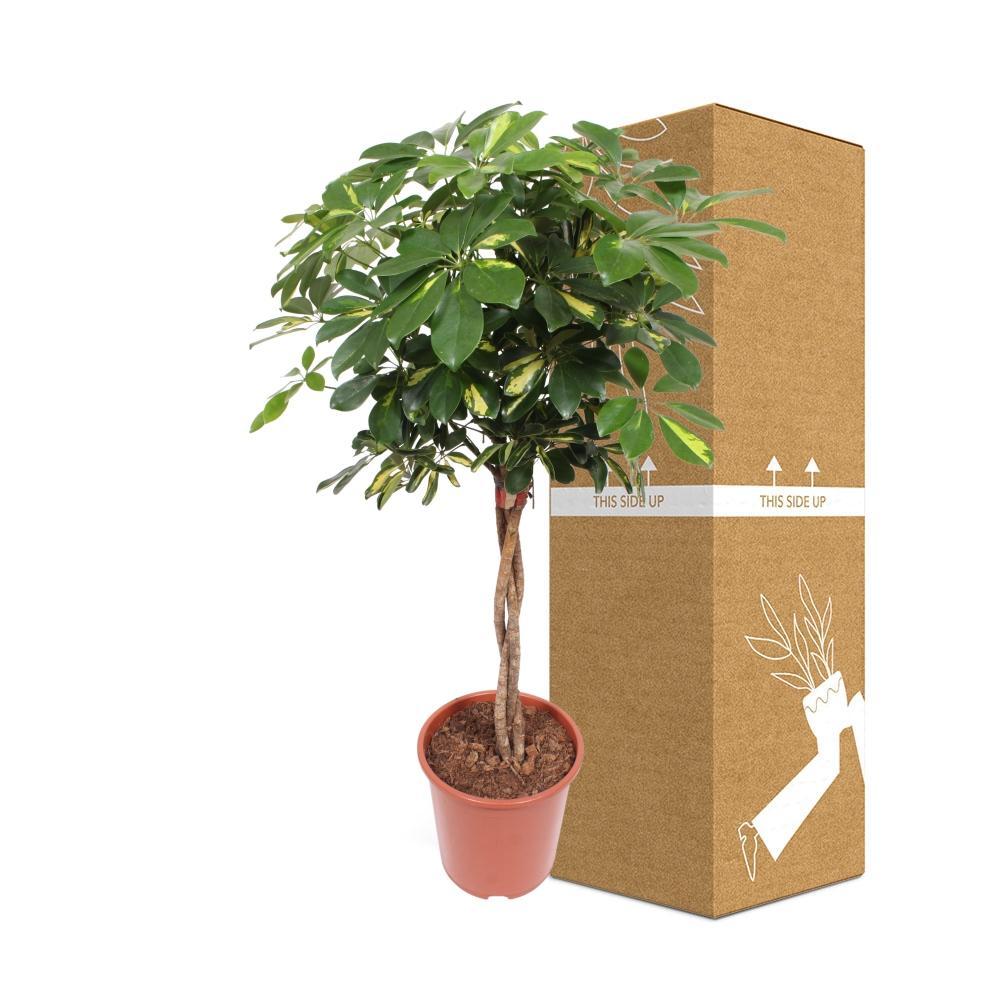 Ø27cm - ↕120cm