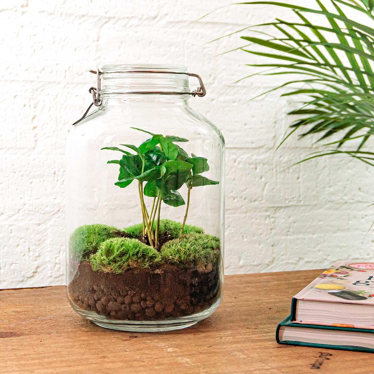 DIY terrarium - Coffea Arabica - ↑ 28 cm + Rake + Shovel