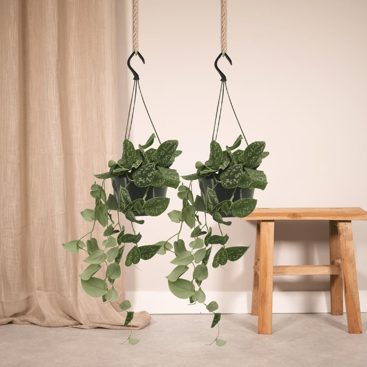 2x Scindapsus Pictus - Epipremnum - 25cm - ø15