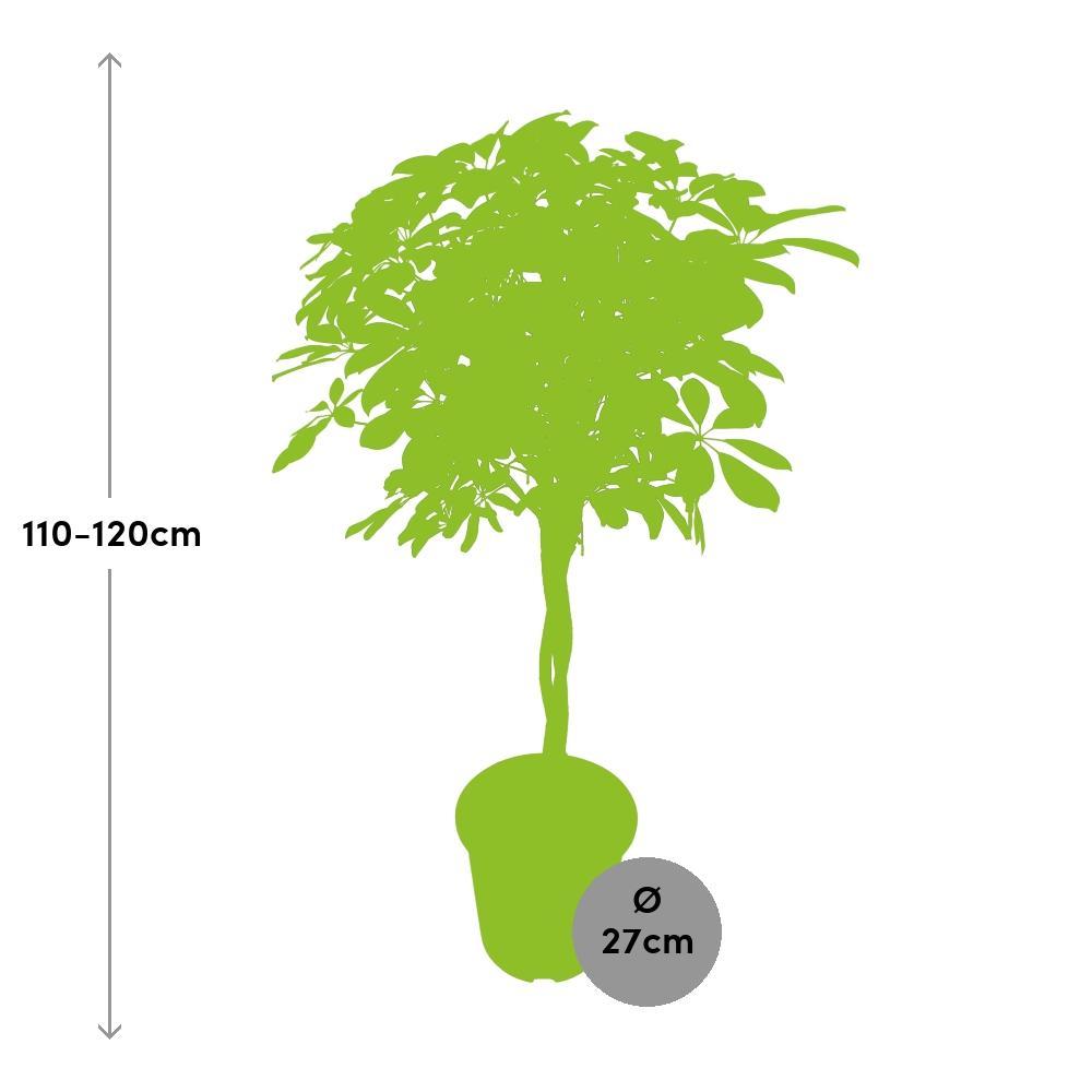 Ø27cm - ↕120cm
