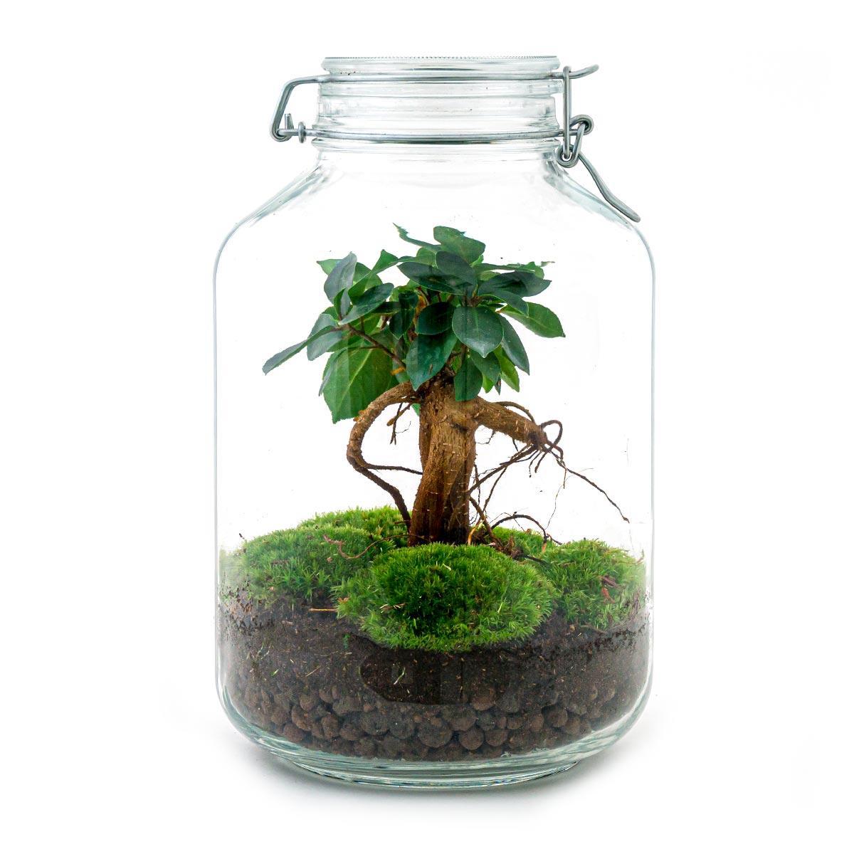 DIY terrarium - Jar - Ficus Ginseng bonsai - ↑ 28 cm + Rake + Shovel