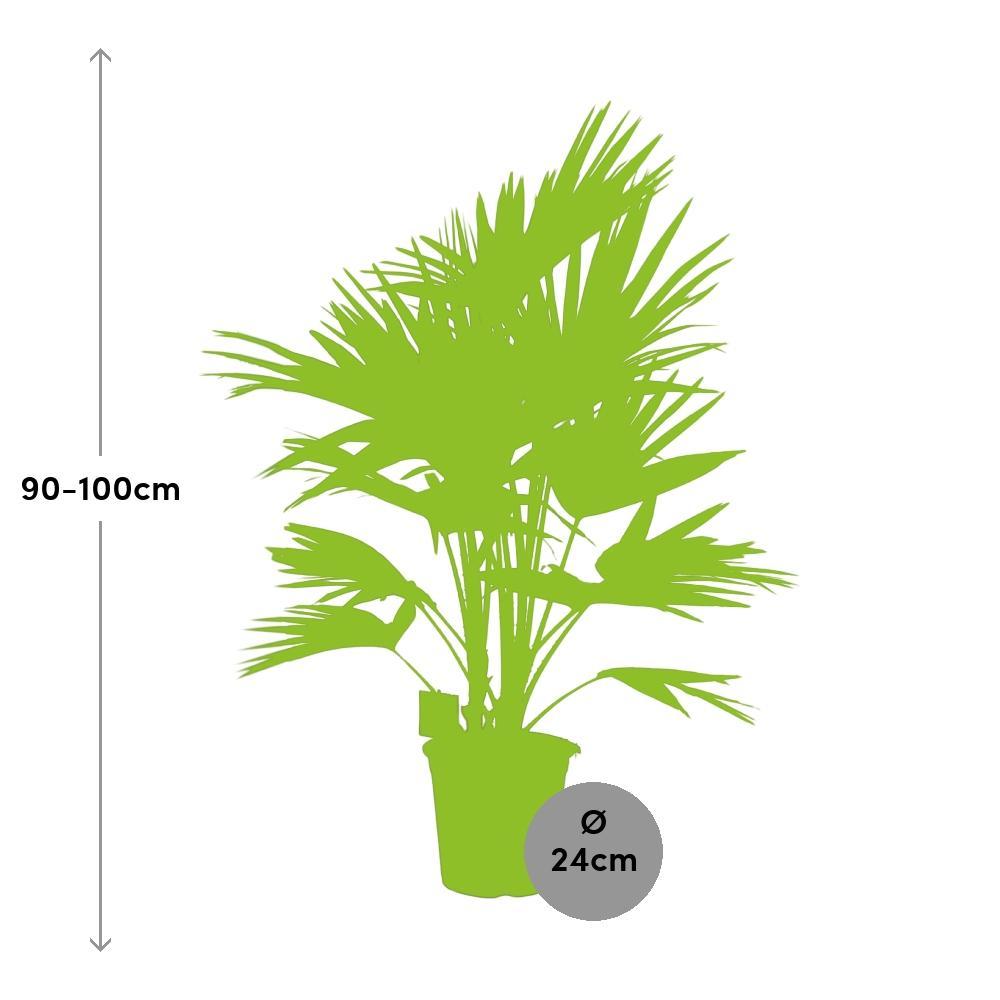 Ø24cm - ↕100cm