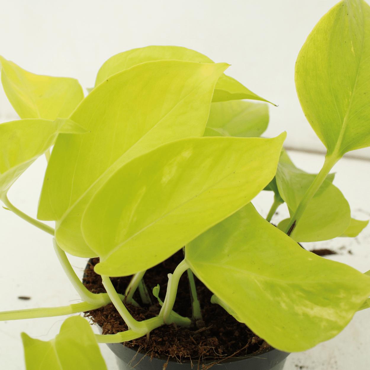 4x Epipremnum Golden Pothos - Scindapsus - 15cm - ø12