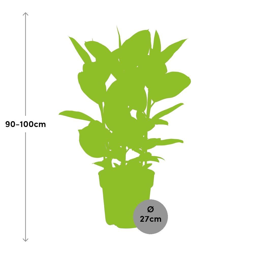 Ø27cm - ↕80cm