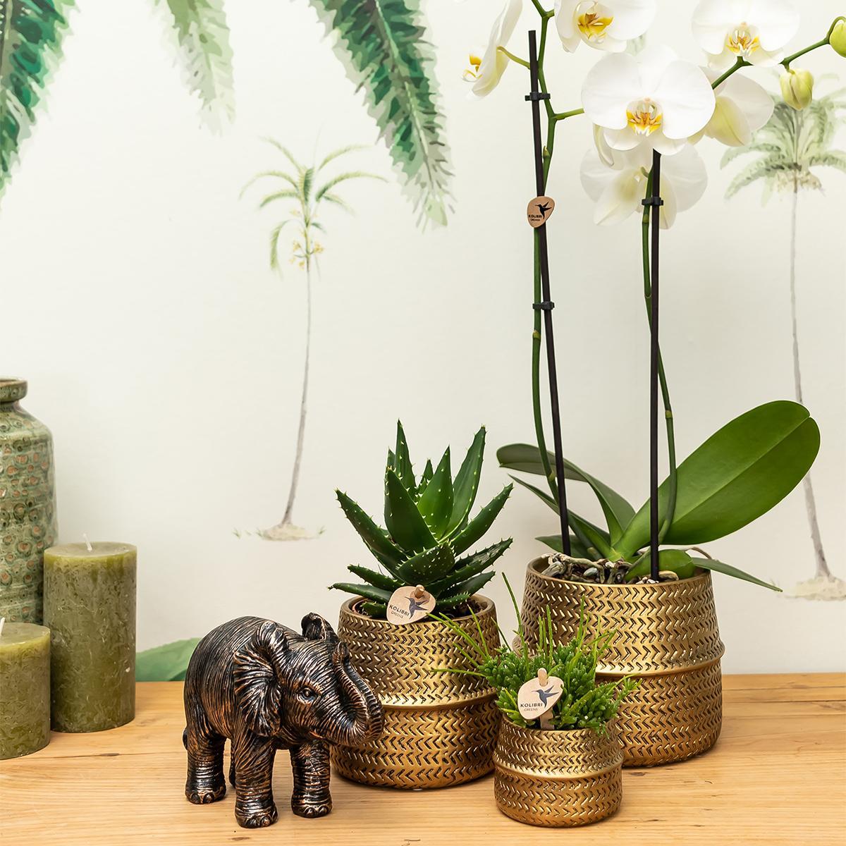 Kolibri Company - Planten set Groove goud | Set met witte Phalaenopsis orchidee Amabilis Ø9cm en groene plant Succulent Crassula Ovata Ø6cm | incl. gouden keramieken sierpotten