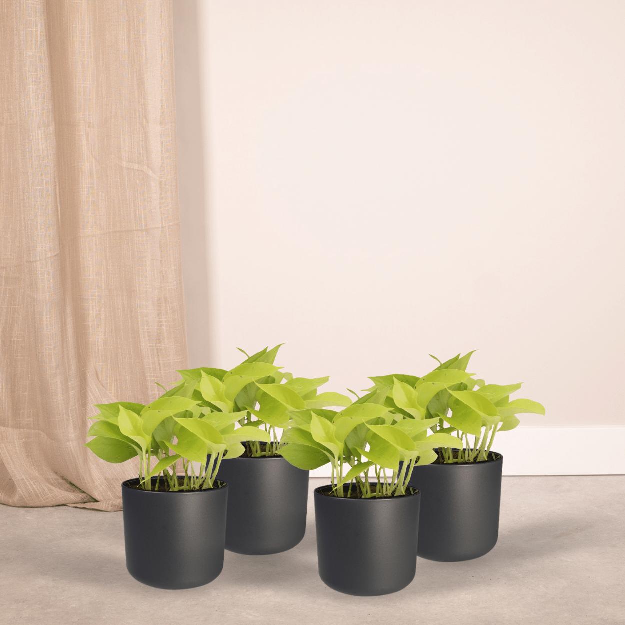 4x Epipremnum Golden Pothos - Scindapsus - 15cm - ø12