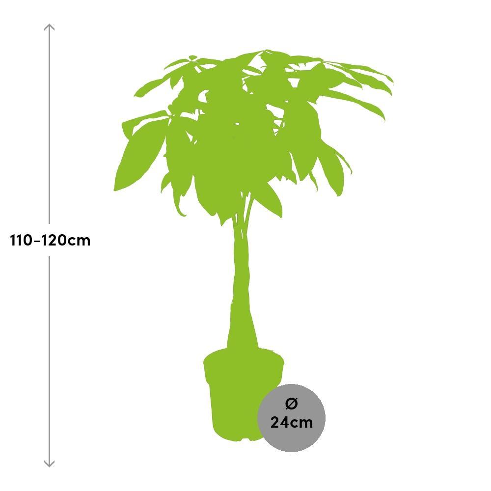 Ø24cm - ↕120cm