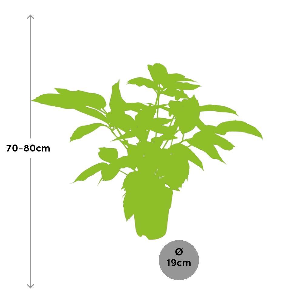 Ø19cm - ↕75cm