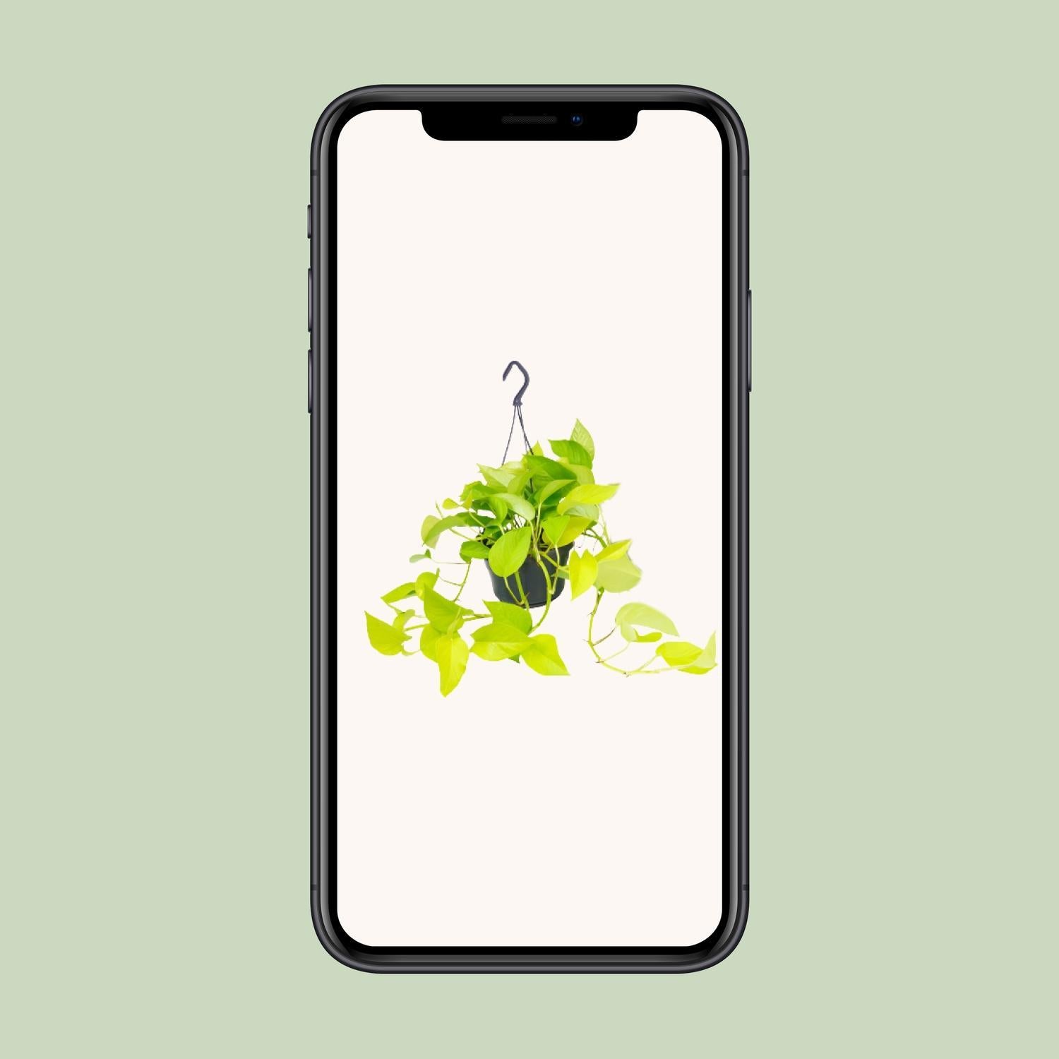 Epipremnum Golden Pothos - Scindapsus - 25cm - Ø15