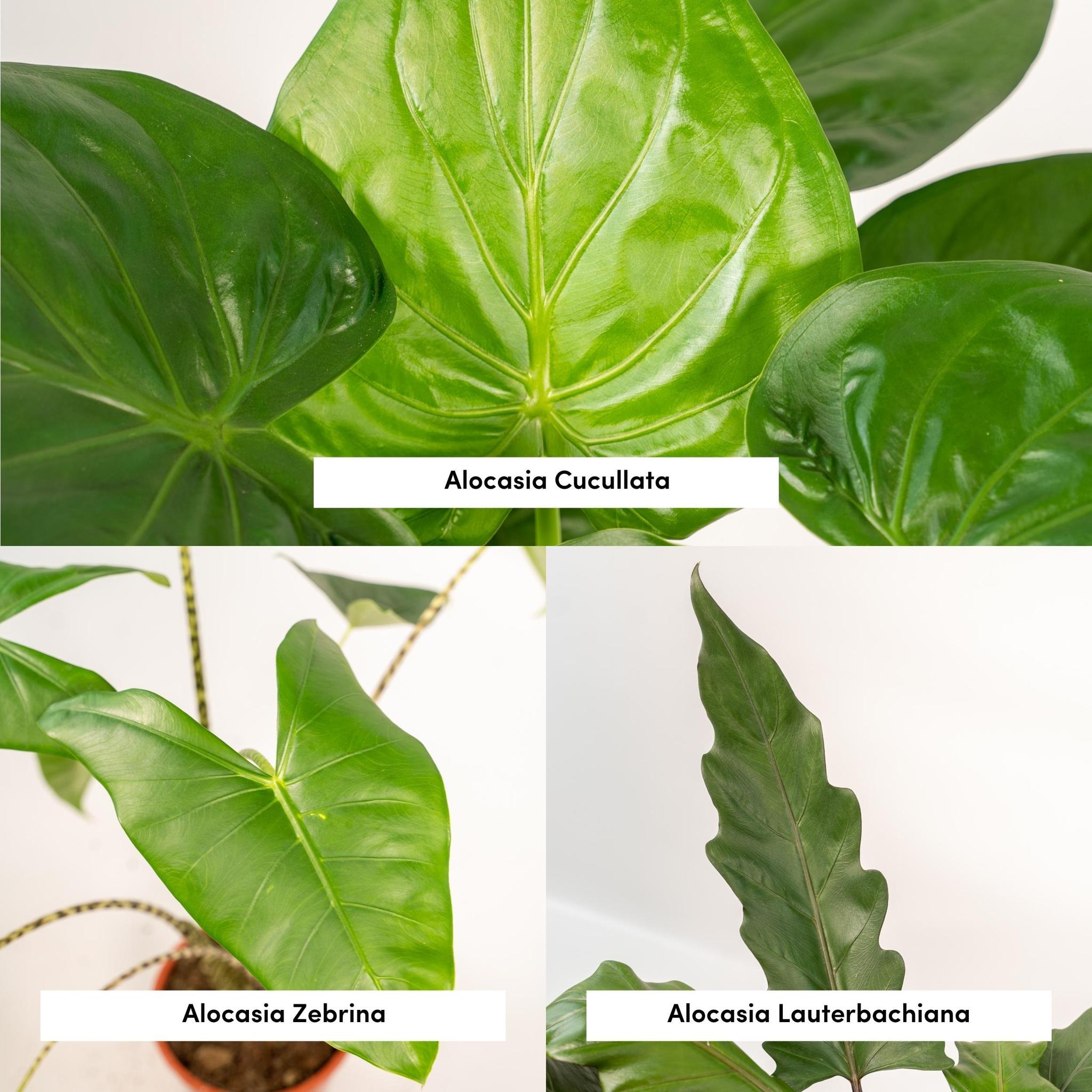 Alocasia Zebrina - ↨75cm - Ø19cm + Alocasia Cucullata - ↨60cm - Ø19cm + Alocasia Lauterbachiana - ↨75cm - Ø19cm