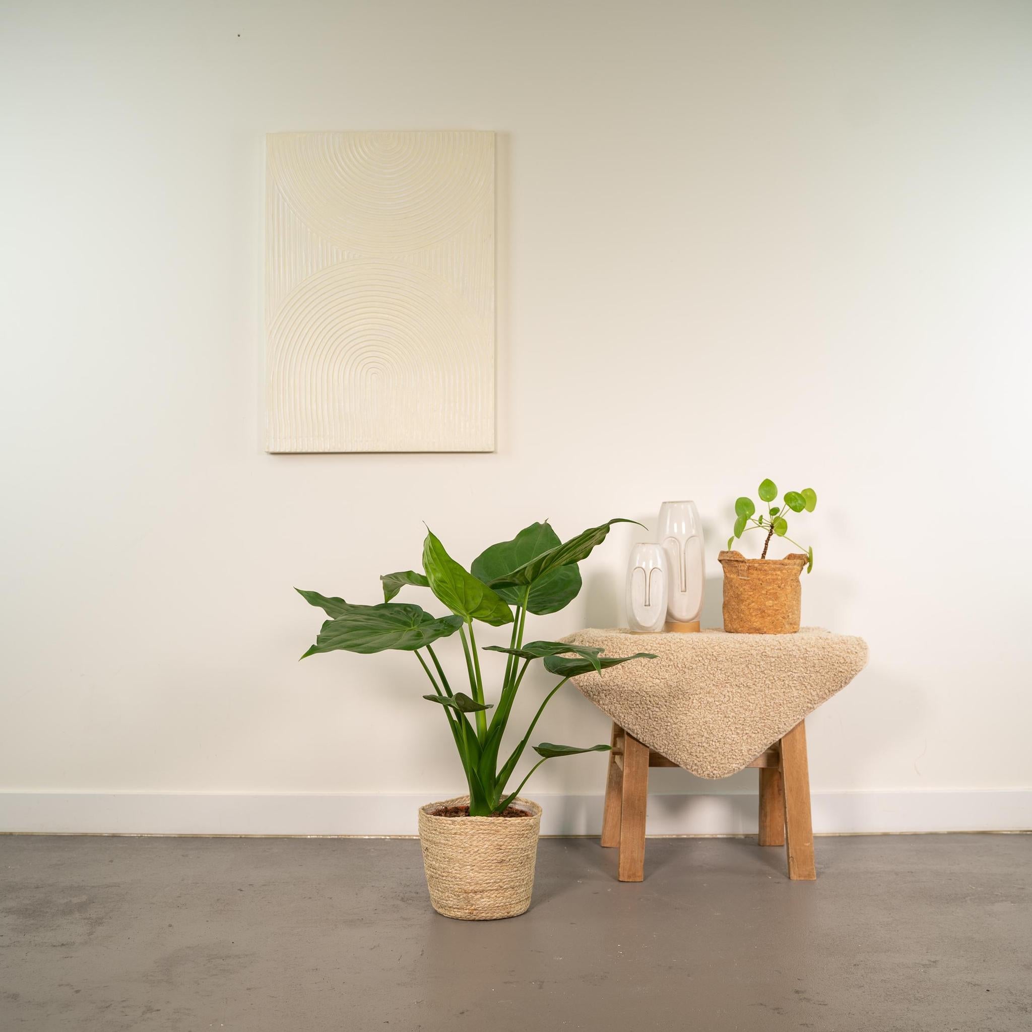 Alocasia Cucullata - ↨65cm - Ø19cm + Mand Selin