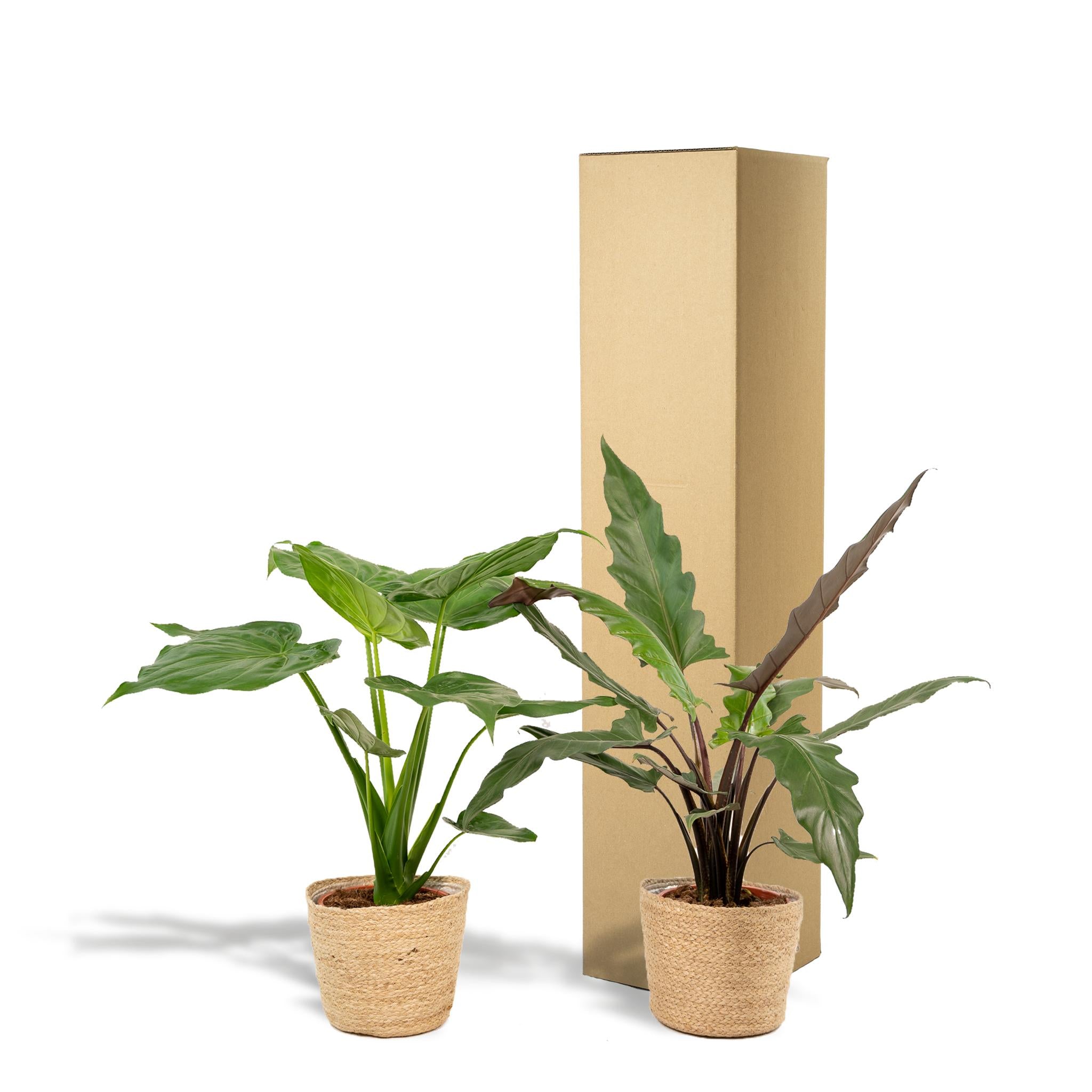 Alocasia Cucullata - ↨60cm - Ø19cm + Alocasia Lauterbachiana - ↨75cm - Ø19cm + Incl. Mand Selin