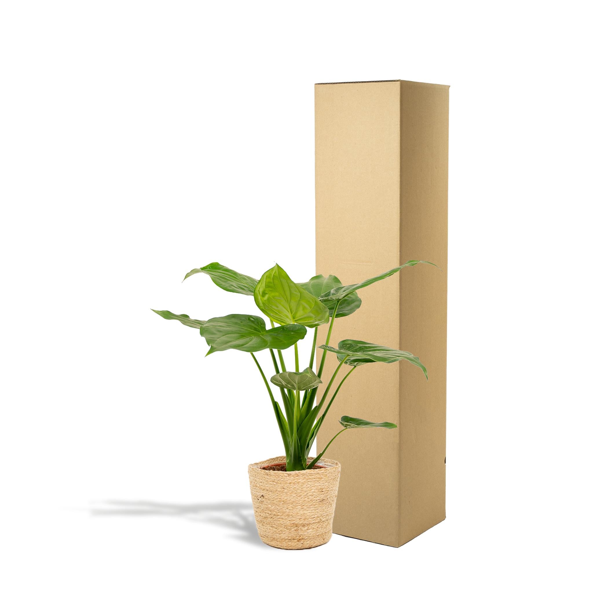 Alocasia Cucullata - ↨65cm - Ø19cm + Mand Selin