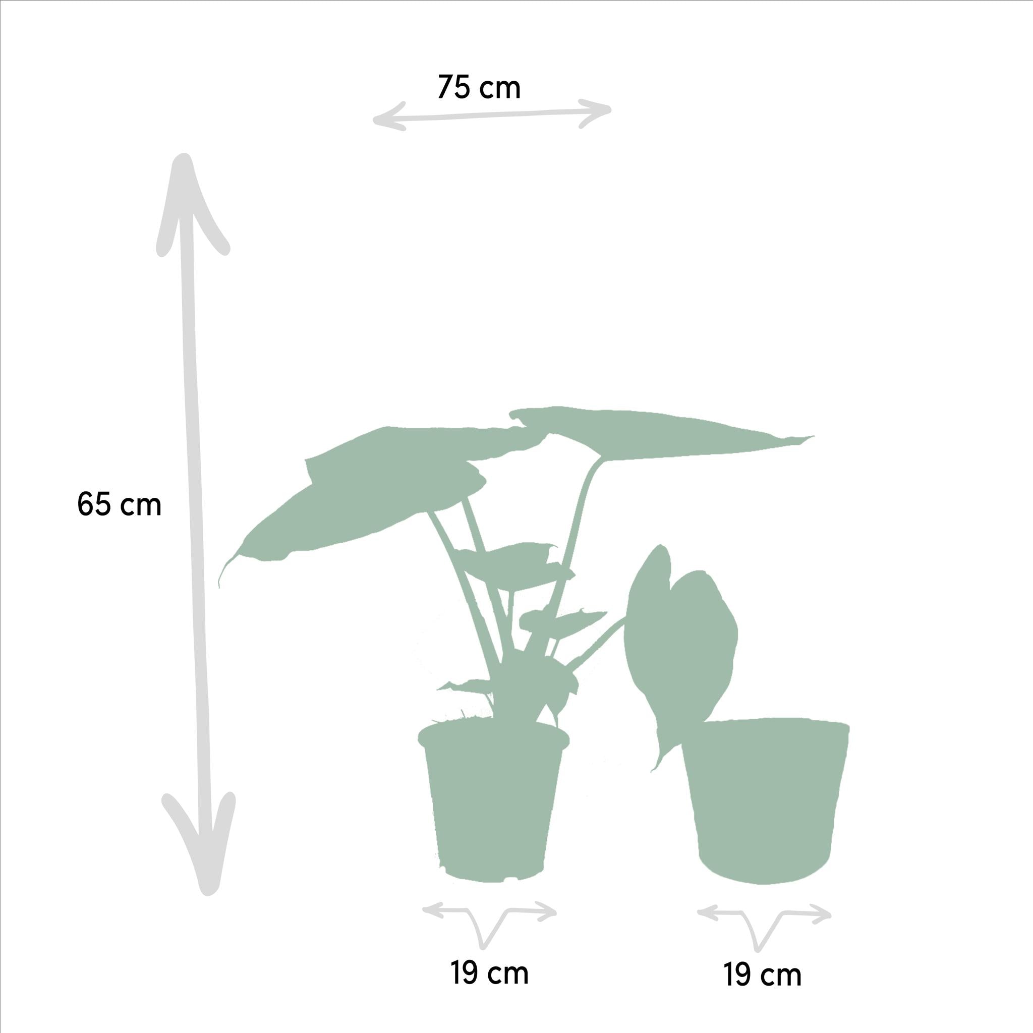 Alocasia Cucullata - ↨60cm - Ø19cm + Alocasia Wentii - ↨60cm - Ø19cm + Incl. Mand Selin