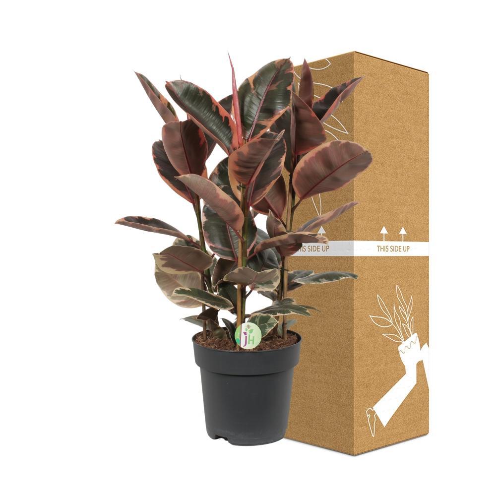Ø27cm - ↕80cm
