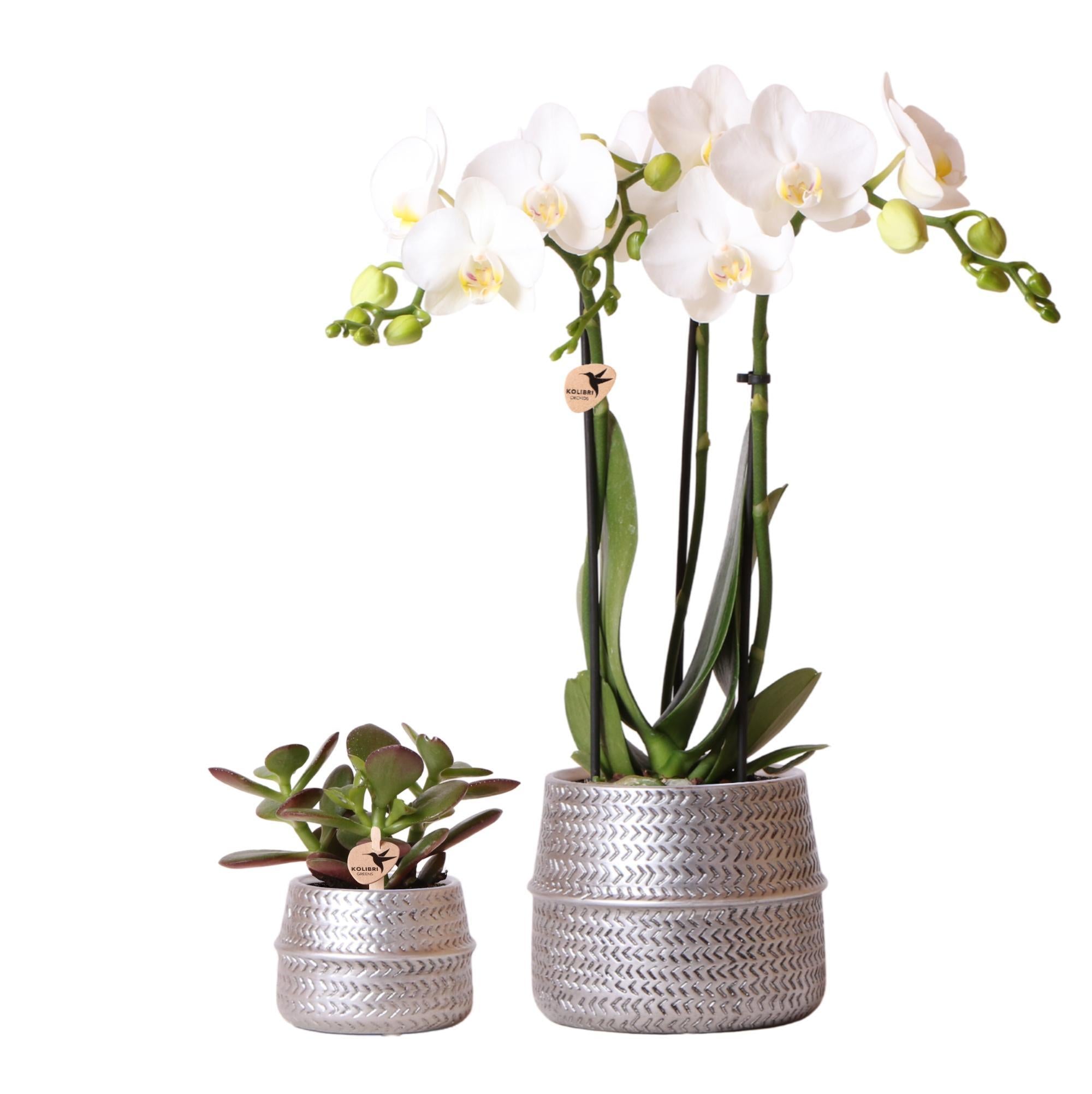 Kolibri Company - Planten set Groove zilver | Set met witte Phalaenopsis orchidee Amabilis Ø9cm en groene plant Succulent Crassula Ovata Ø6cm | incl. zilver keramieken sierpotten