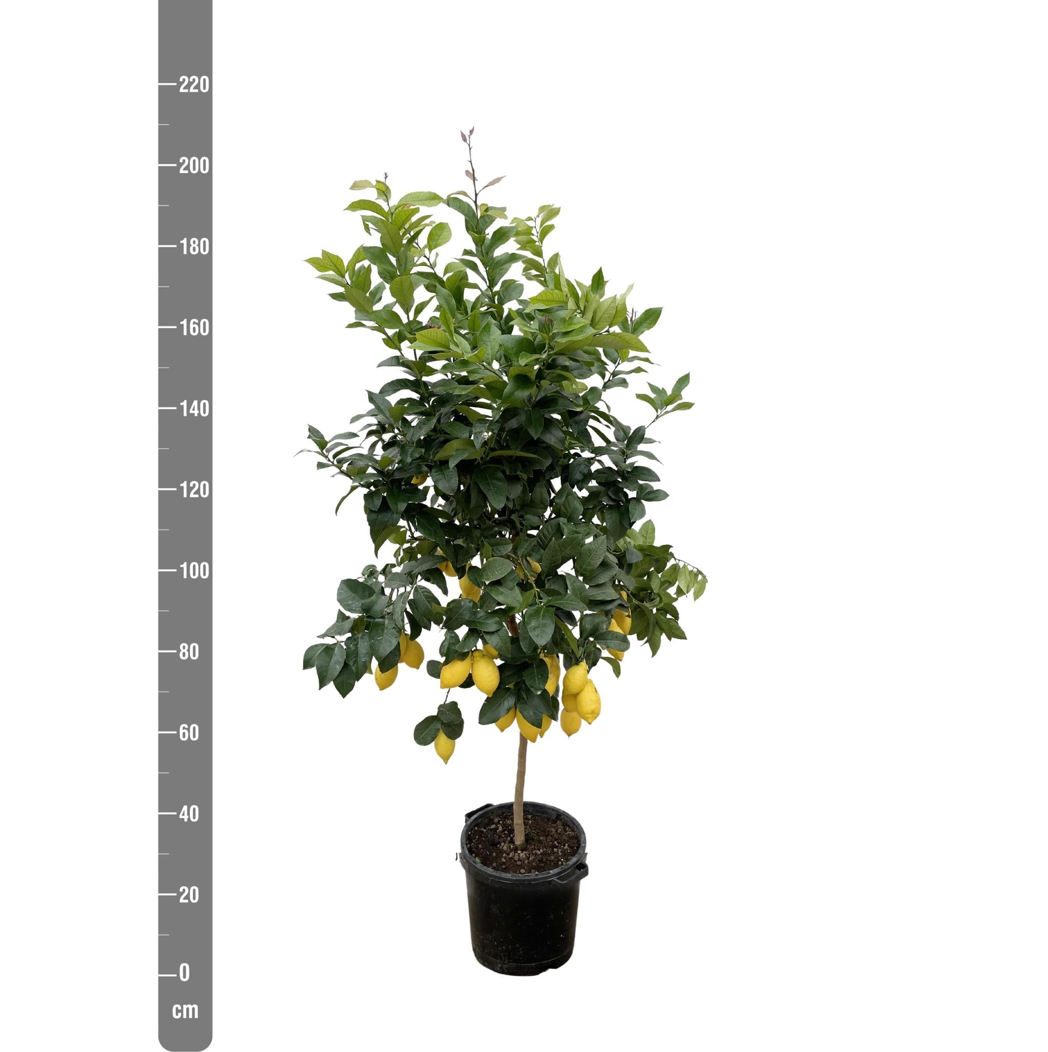 Citrus Lemon - 210cm - ø40