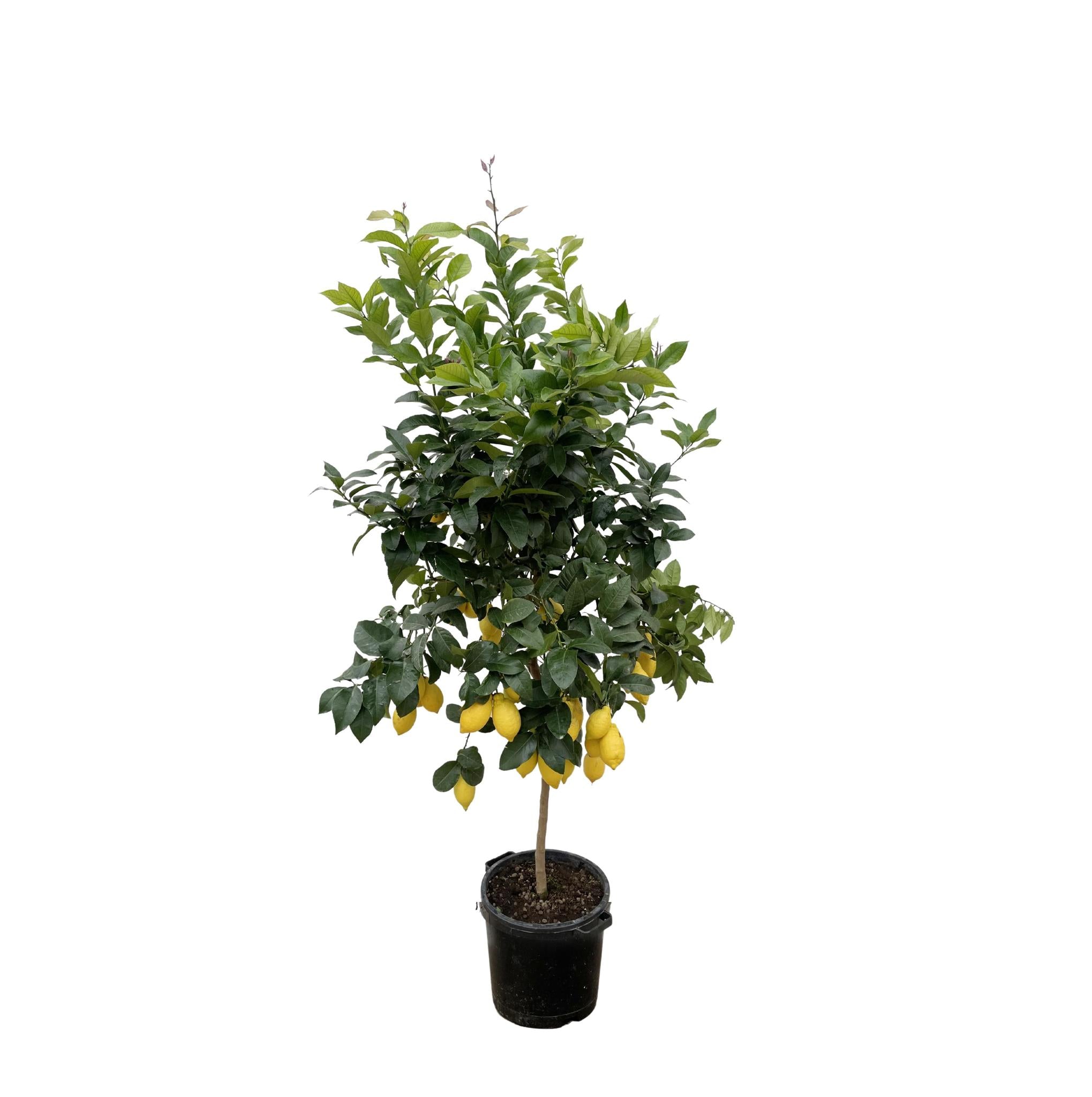 Citrus Lemon - 210cm - ø40