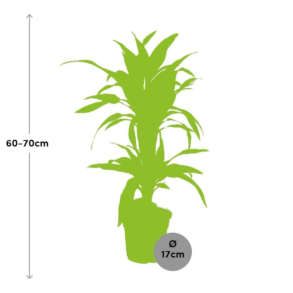Ø17cm - ↕65cm