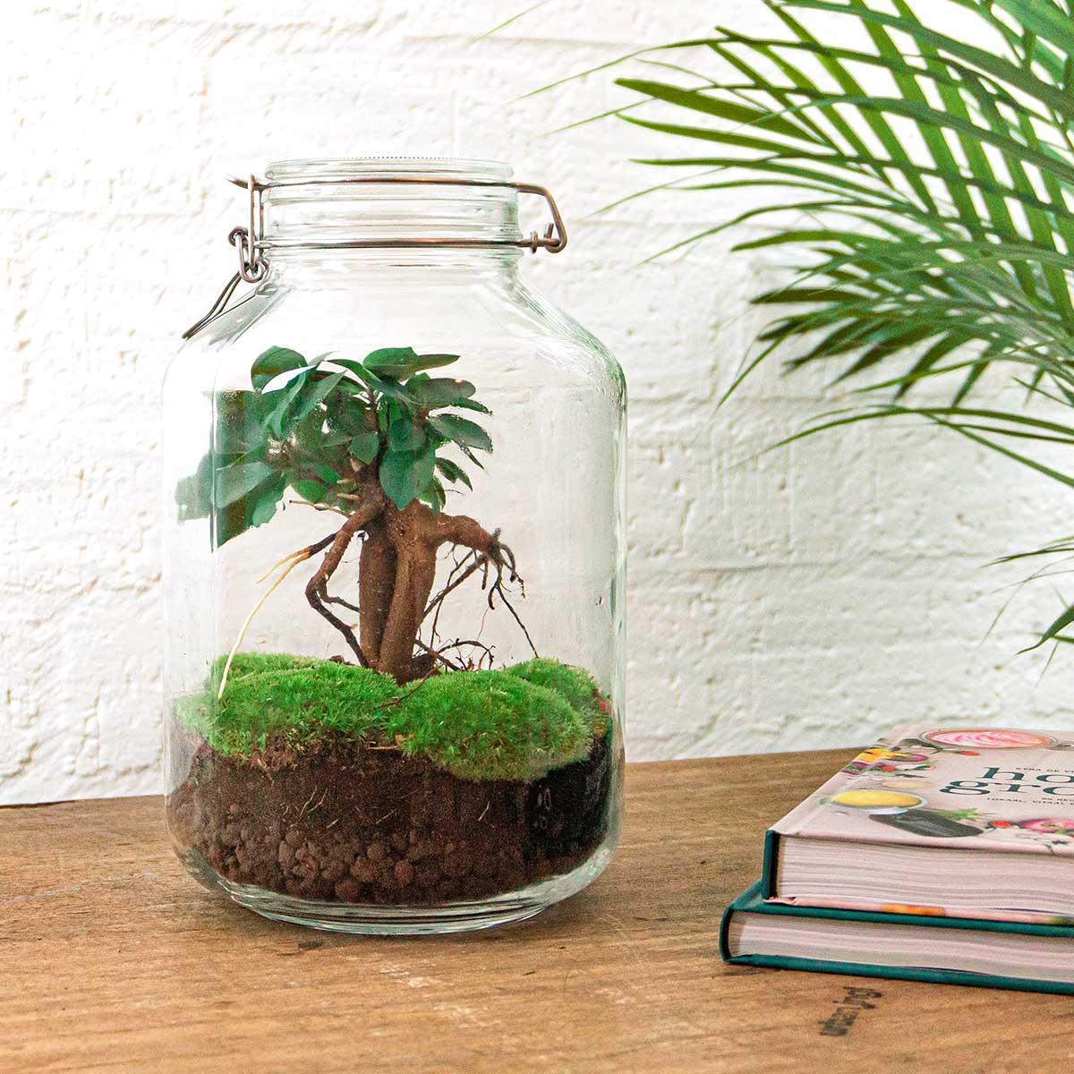 DIY terrarium - Jar - Ficus Ginseng bonsai - ↑ 28 cm + Rake + Shovel