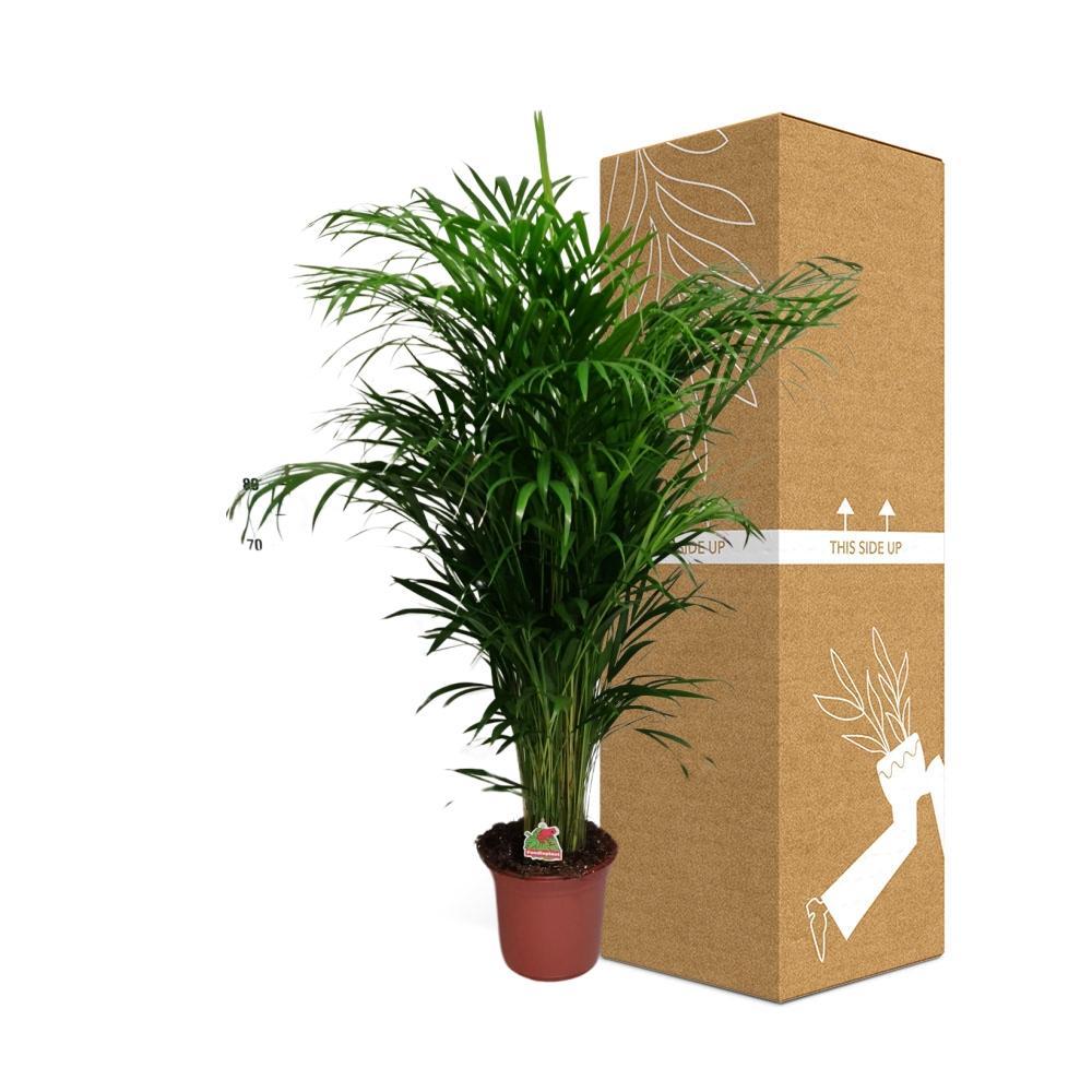 Ø24cm - ↕125cm