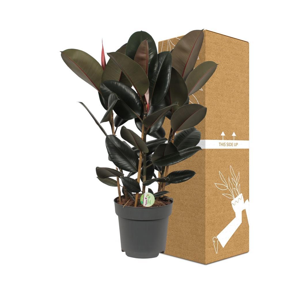 Ø27cm - ↕90cm