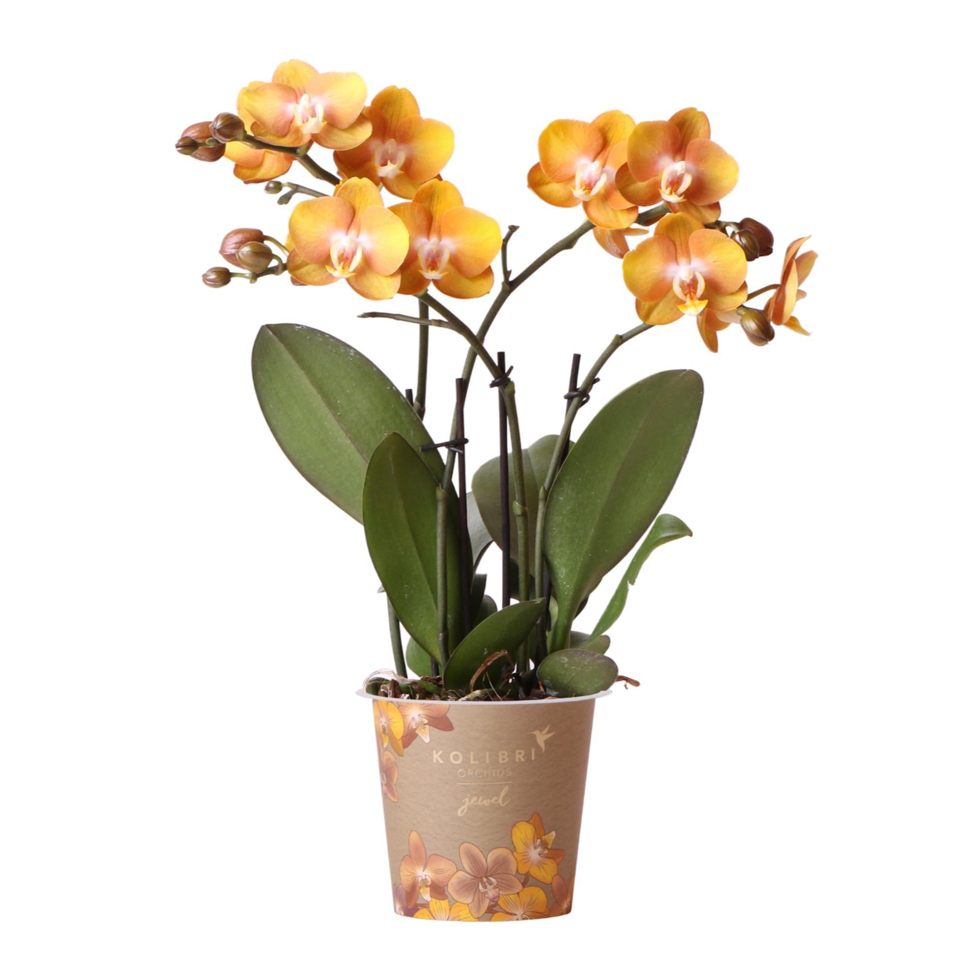 Kolibri Orchids | Oranje gouden Phalaenopsis orchidee - Jewel Las Vegas - potmaat Ø12cm - 40cm hoog | bloeiende kamerplant – vers van de kweker